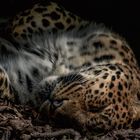 Leopard in farbe