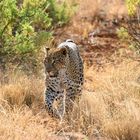 Leopard in Kenya