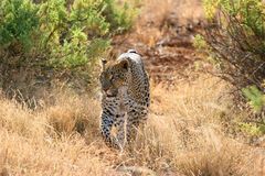 Leopard in Kenya