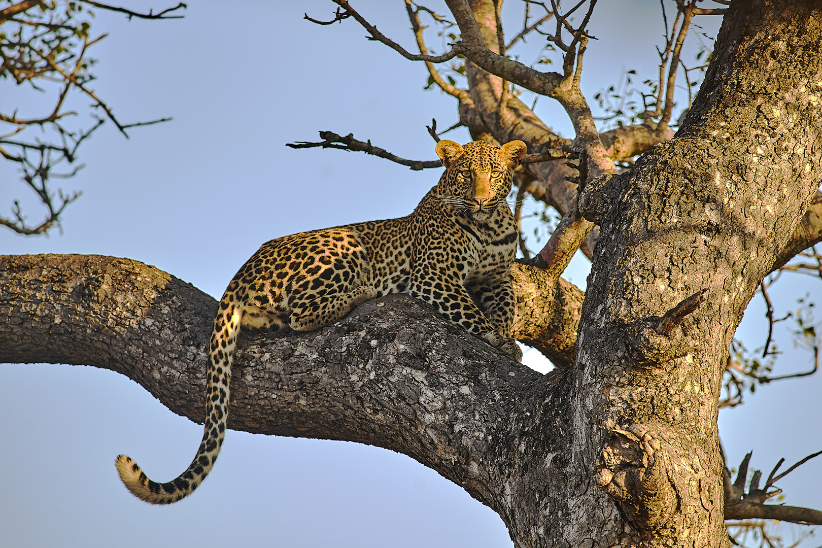 Leopard in Kruger Park (South Africa) may 2019