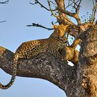 Leopard in Kruger Park (South Africa) may 2019