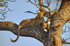 Leopard in Kruger Park (South Africa) may 2019