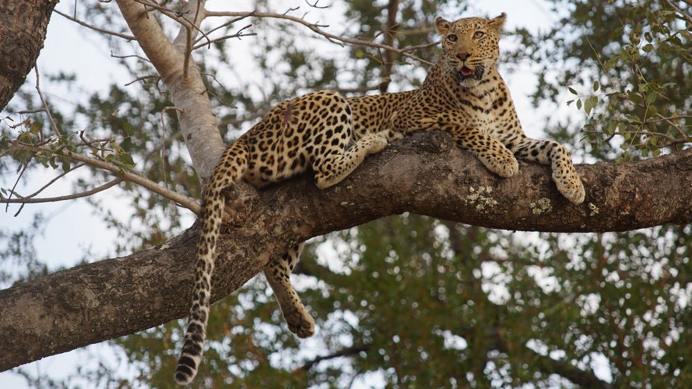 Leopard in luftiger Höhe