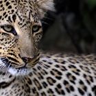 Leopard in Masai Mara Kenia