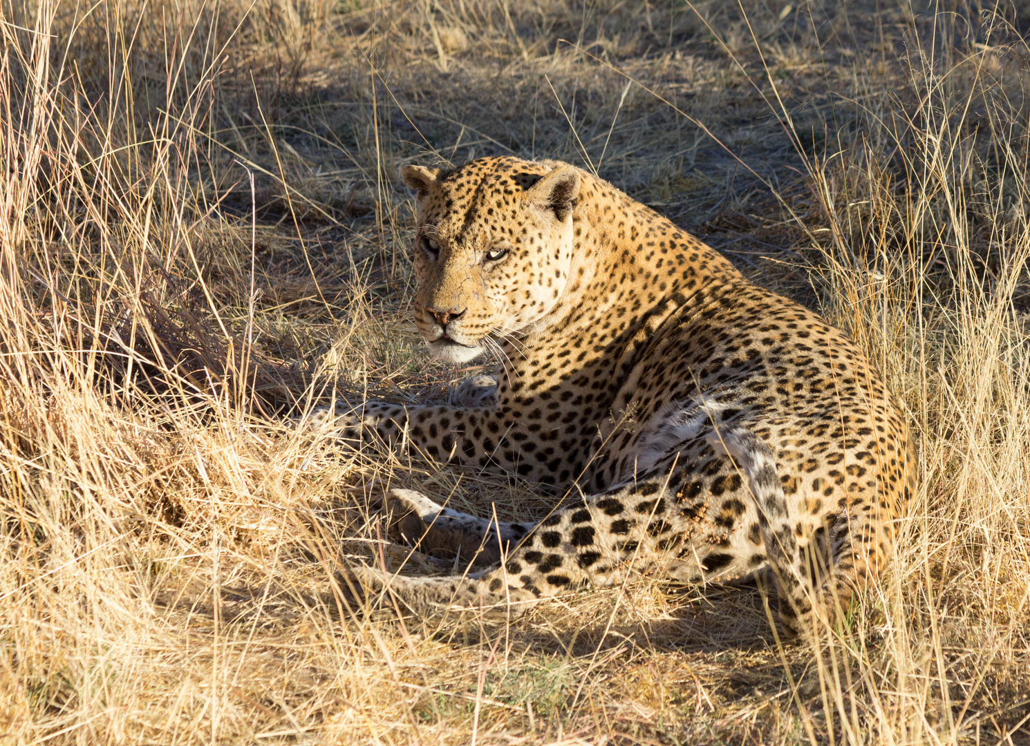 Leopard in Namibia