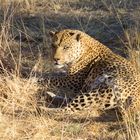 Leopard in Namibia