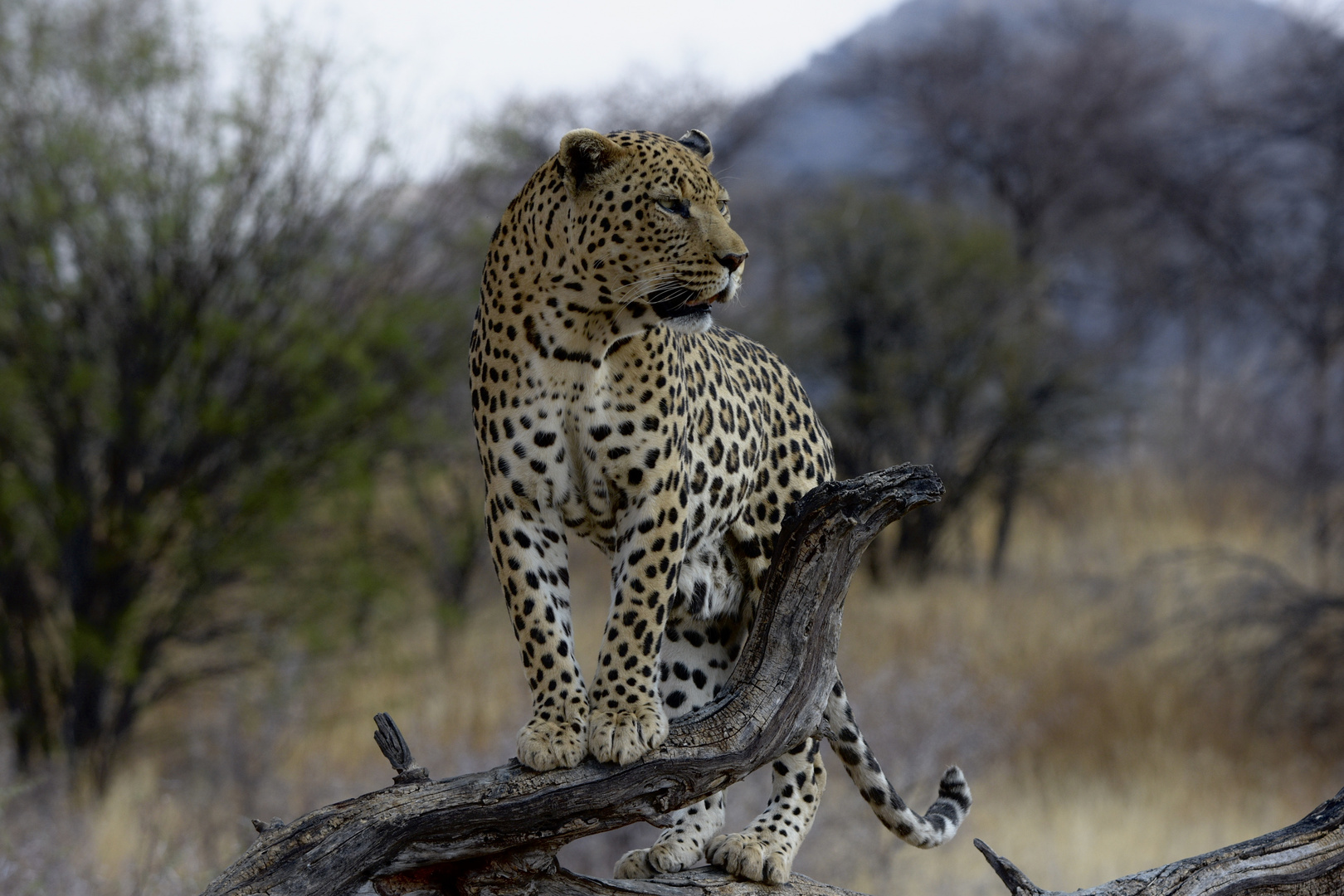 Leopard in Namibia