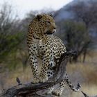 Leopard in Namibia