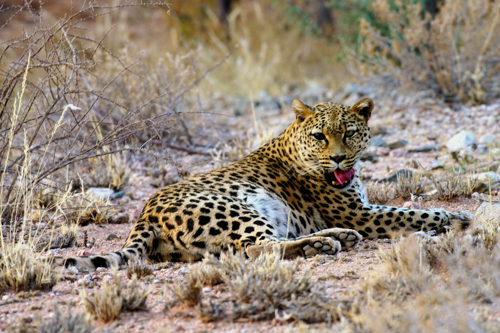 Leopard in Namibia