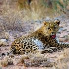 Leopard in Namibia