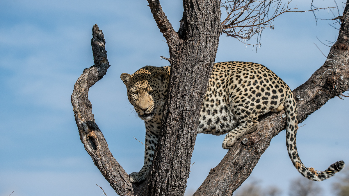 Leopard - in Namibia