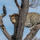 Leopard - in Namibia