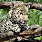 Leopard in Namibia