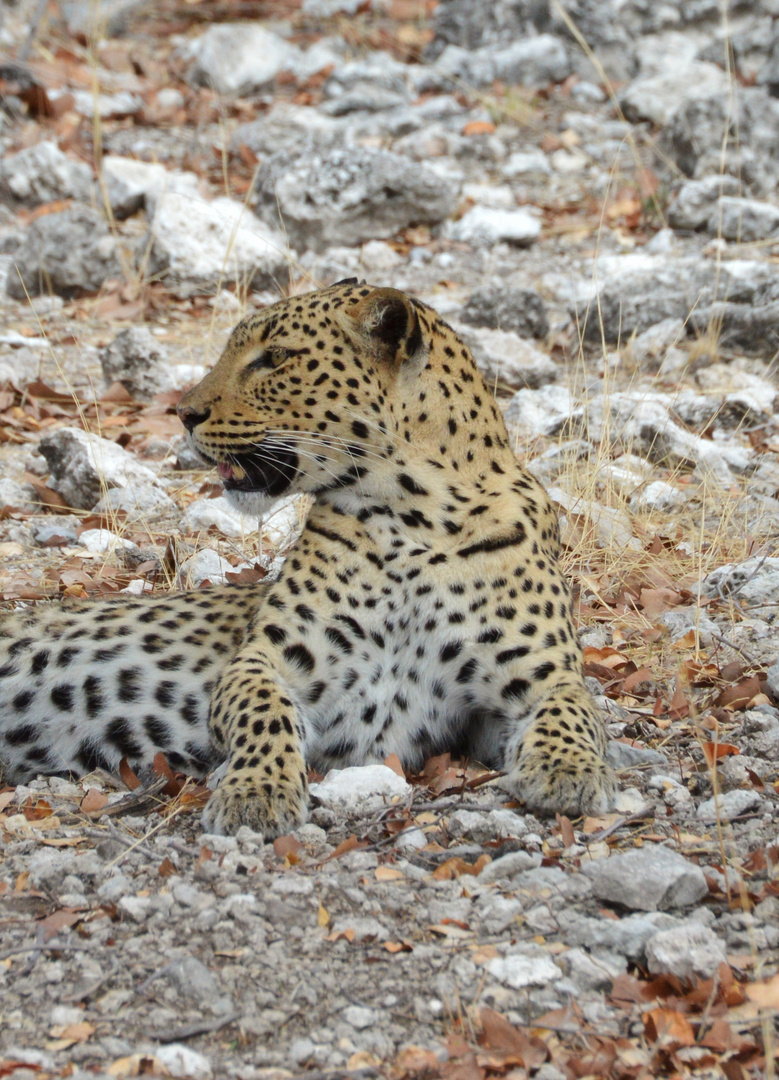 Leopard in Namibia