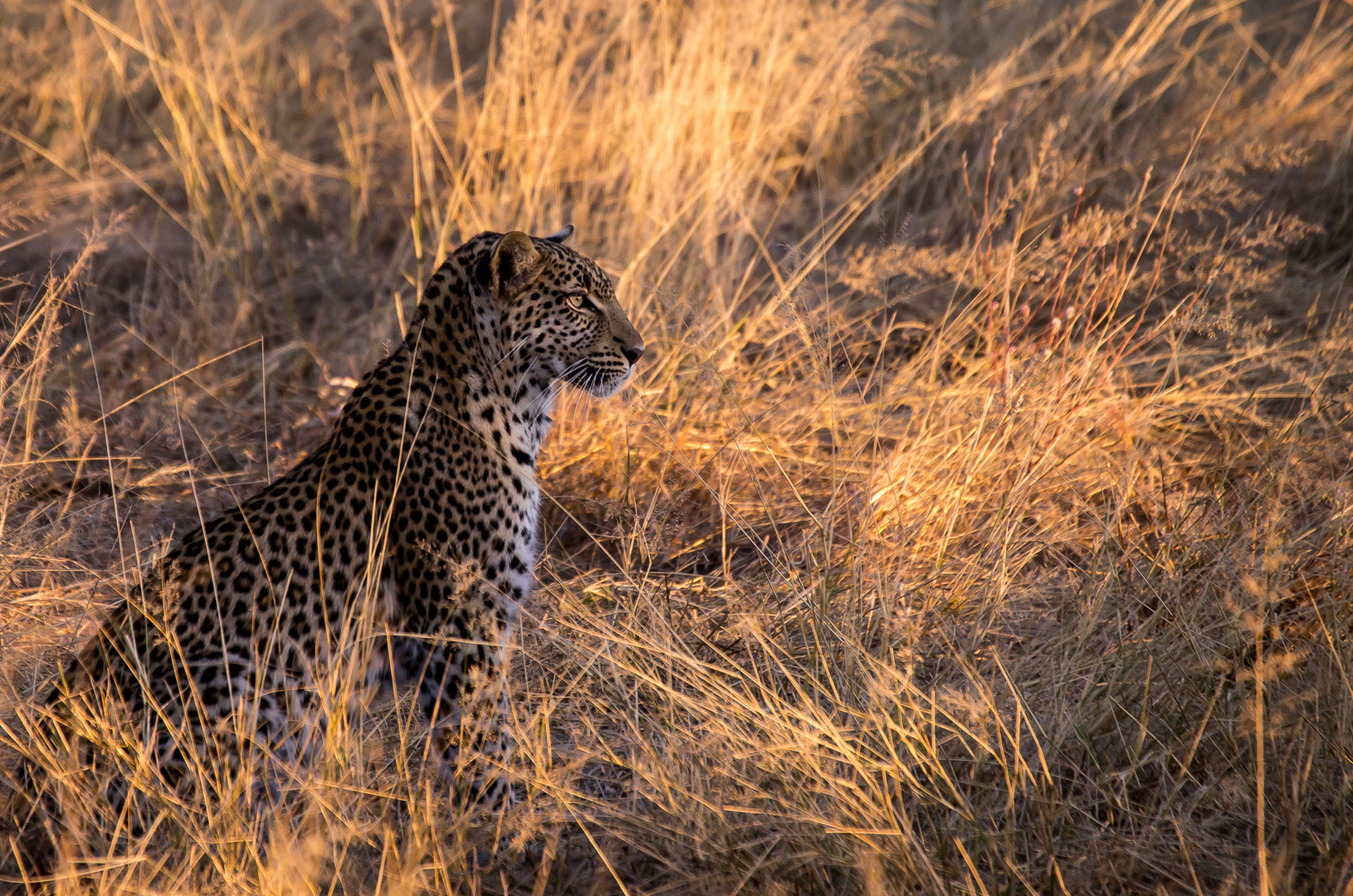 Leopard in Okavango delta