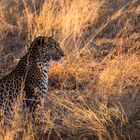 Leopard in Okavango delta