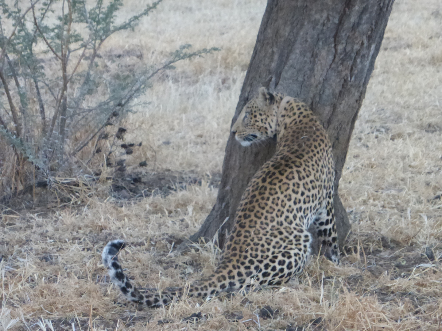 Leopard in Okonjima Lodge-Africat Foundation