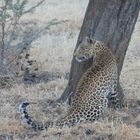Leopard in Okonjima Lodge-Africat Foundation