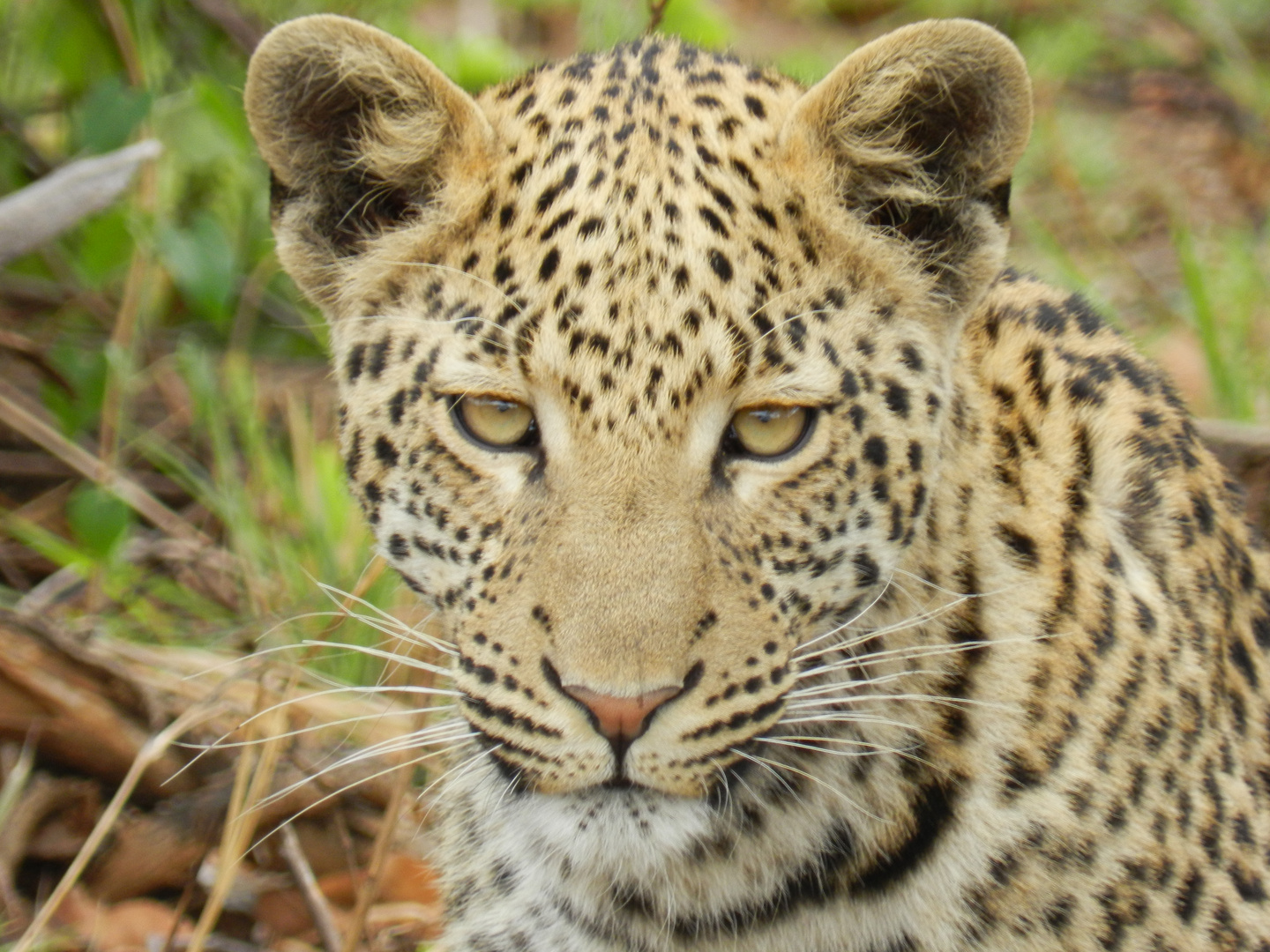 Leopard in Pilanesberg