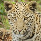 Leopard in Pilanesberg