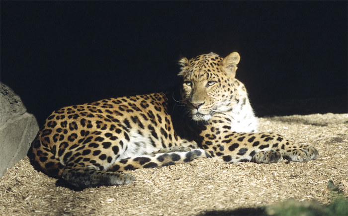 Leopard in Pose