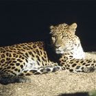 Leopard in Pose