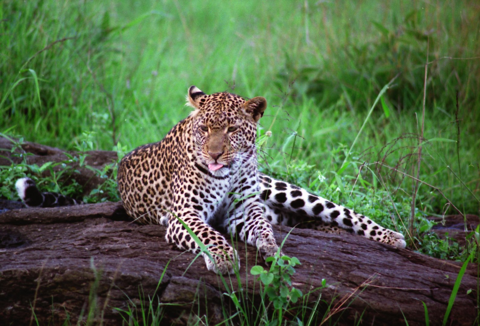 Leopard in Pose