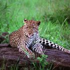 Leopard in Pose