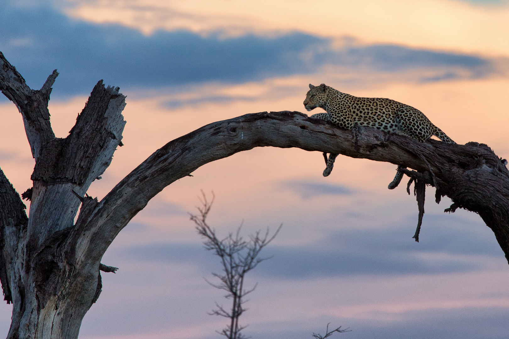 Leopard in Savuti (Botswana)