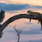 Leopard in Savuti (Botswana)