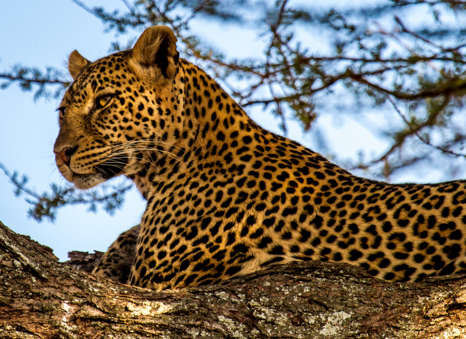 Leopard in Serengeti