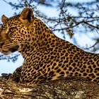 Leopard in Serengeti