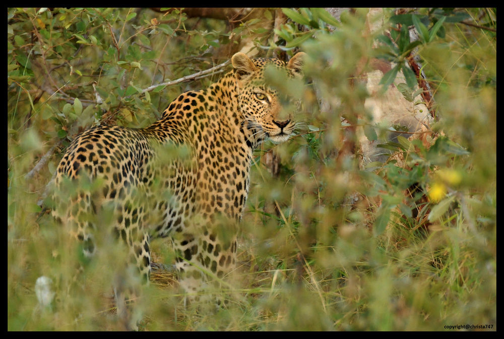 Leopard in Sicht