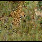 Leopard in Sicht