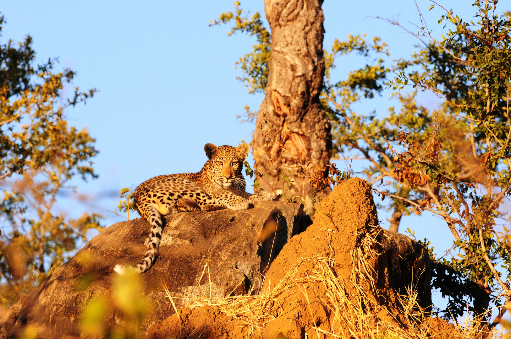 Leopard in Sinamatella