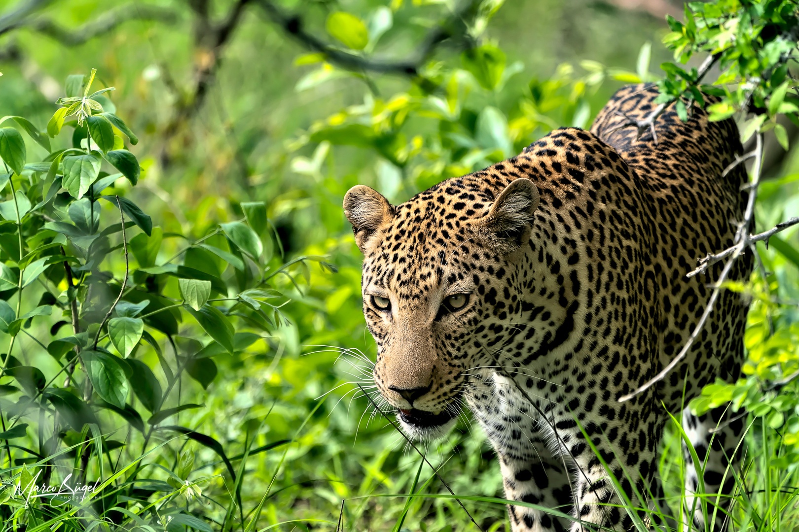 Leopard in Southafrica