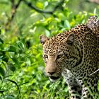 Leopard in Southafrica