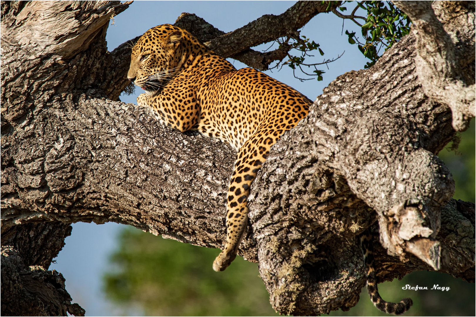 Leopard in Sri Lanka