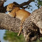 Leopard in Sri Lanka