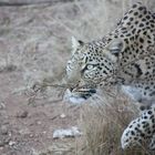 Leopard in Südafrika