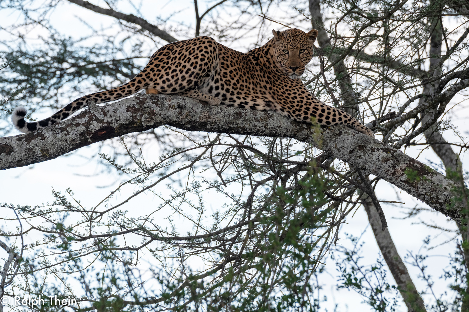 Leopard in Tansania im Ndutu