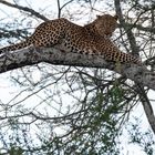 Leopard in Tansania im Ndutu