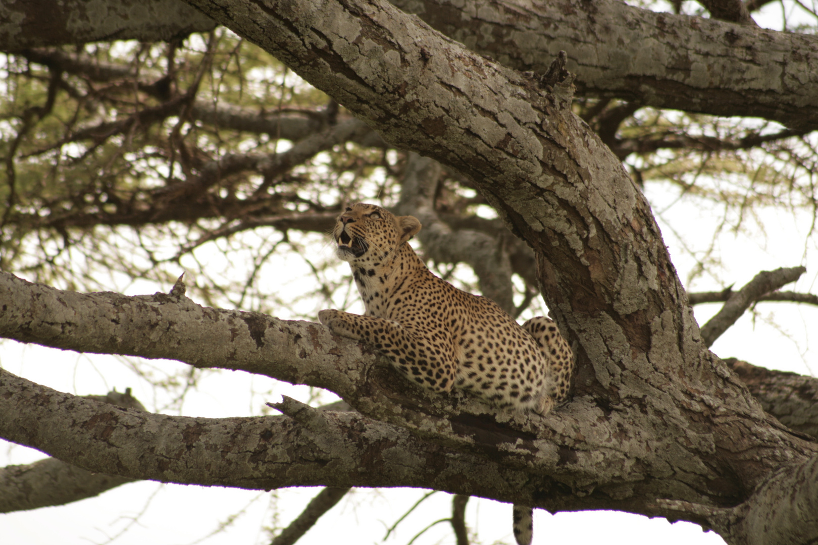 Leopard in Tanzania