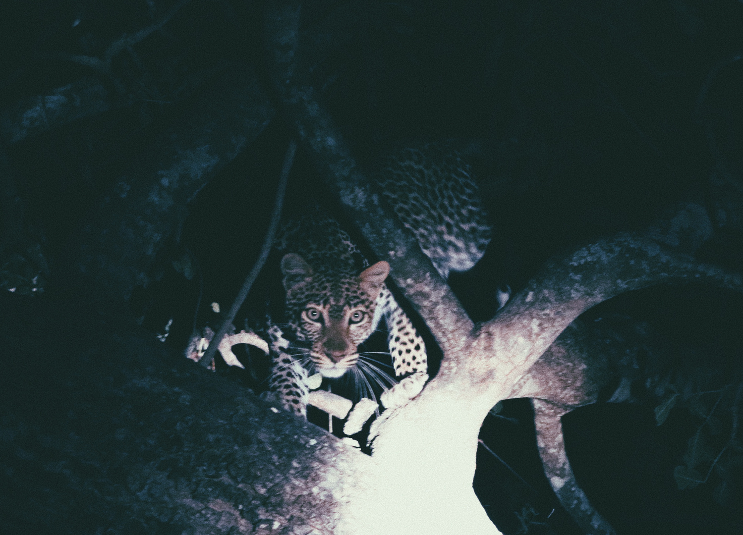 Leopard in Tanzania