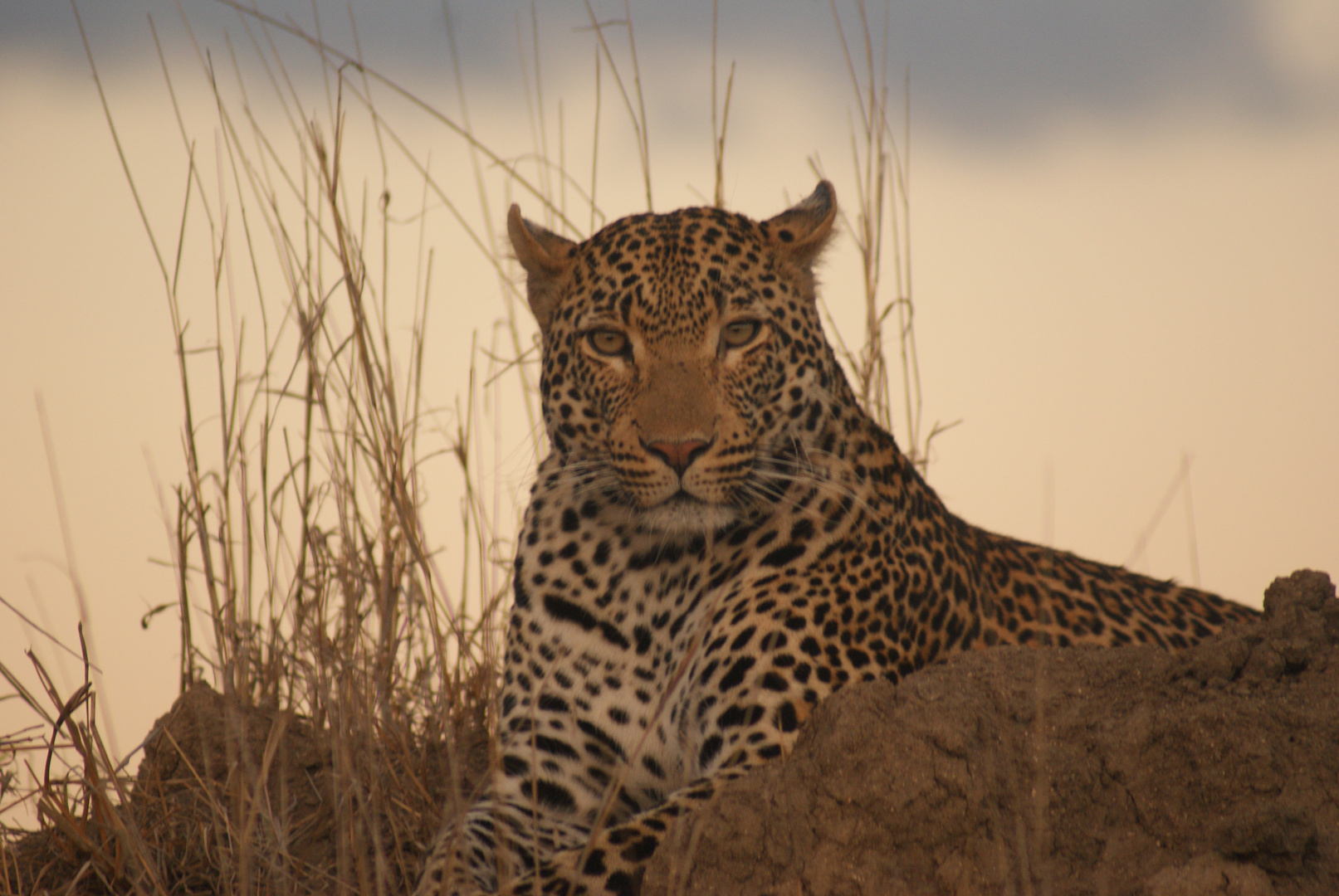 Leopard in the Bush