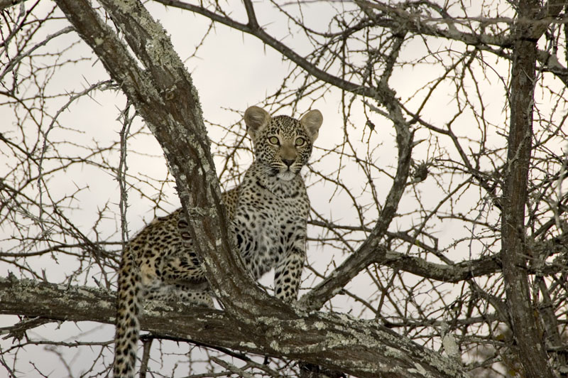 Leopard in the morning