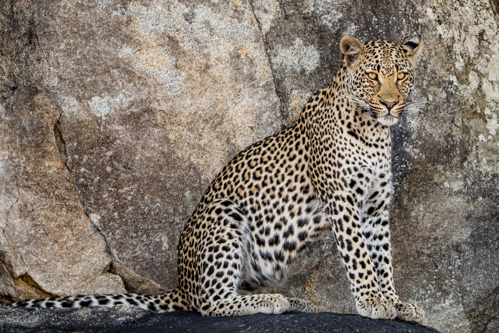 Leopard in the Rocks