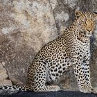 Leopard in the Rocks