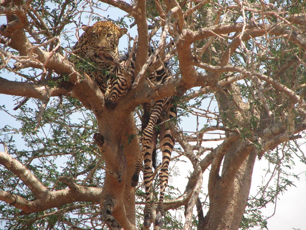 Leopard in Tsavo Ost by Michaela Völker 