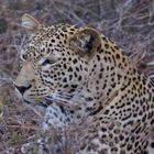 Leopard in Tsavo West